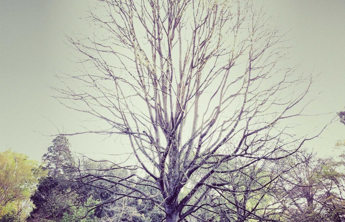 Маусымдық тазалау